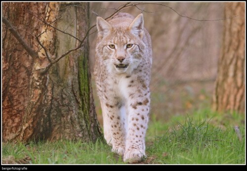 Luchs

Aufnameort: Deutschland / NRW / Wildpark
Kamera: Canon 7D Mark II