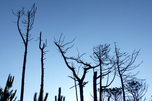 

Aufnameort: am Jakobsweg in Spanien
Kamera: Panasonic Lumix FZ 200