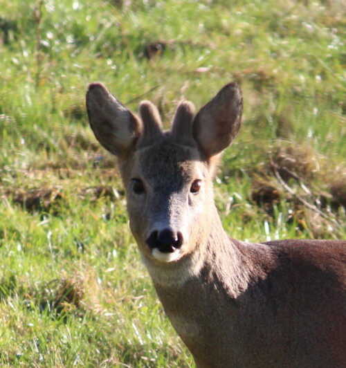 das neue Geweih wächst heran.

Aufnameort: NSG Bellnhausen, Lahn - Altarm, 08.01.2016
Kamera: Canon EOS 600D 1/400; 7,1; 250,0mm; ISO 400