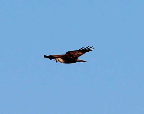 

Aufnameort: NSG Bellnhausen, Lahn - Altarm, 08.01.2016
Kamera: Canon EOS 600D 1/500; 8,0; 250,0mm; ISO 100