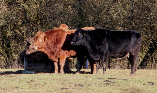 

Aufnameort: NSG Bellnhausen, Lahn - Altarm, 08.01.2016
Kamera: Canon EOS 600D 1/400; 7,1; 250,0mm; ISO 400