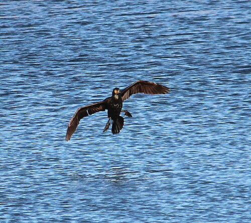 Kormoran in der letzten Phase des Landeanfluges

Aufnameort: Niederwalgern, 08.01.2016
Kamera: Canon EOS 600D 1/2000; 5,6; 250,0mm; ISO 400