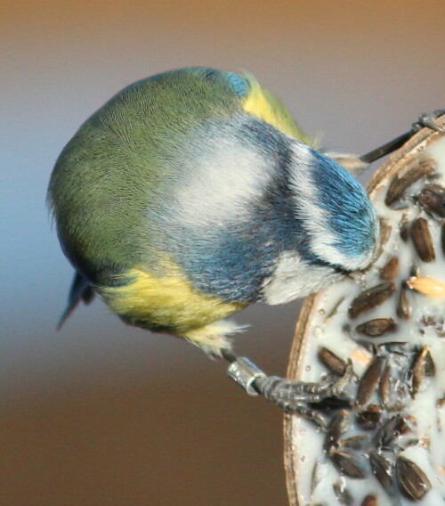 Man kann sich auch in die Schönheit der Farben einheimischer Vögel verlieren...

Aufnameort: Niederwalgern, 08.01.2016
Kamera: Canon EOS 600D 1/2000; 5,6; 250,0mm; ISO 640