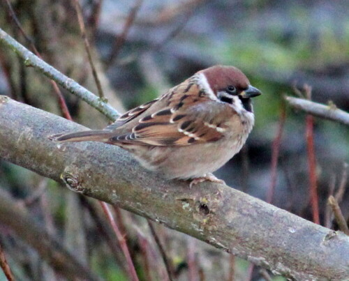 feldsperling-passer-montanus-15920.jpeg