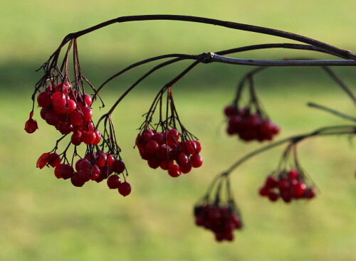 fruchte-des-gemeinen-schneeballs-viburnum-opulus-15815.jpeg