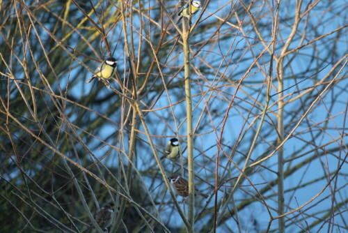 Ganz oben eine Blaumeise, darunter zwei Kohlmeisen, darunter zwei Feldsperlinge, alle Besucher der Futterstelle

Aufnameort: Niederwalgern, 08.01.2016
Kamera: Canon EOS 600D 1/2000; 5,6; 250,0mm; ISO 3200