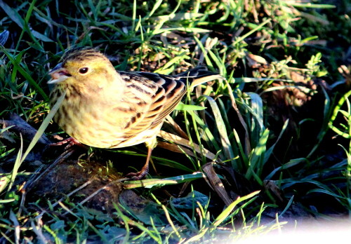 Goldammern suchen in der Regel am Boden nach Nahrung; unter einem Futterplatz für Singvögel fällt reichlich Nahrung an.

Aufnameort: Niederwalgern, 08.01.2016
Kamera: Canon EOS 600D 1/1600; 5,6; 171,0mm; ISO 1600