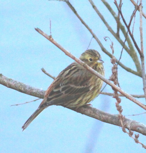 goldammer-emberiza-citrinella-weiblich-15919.jpeg