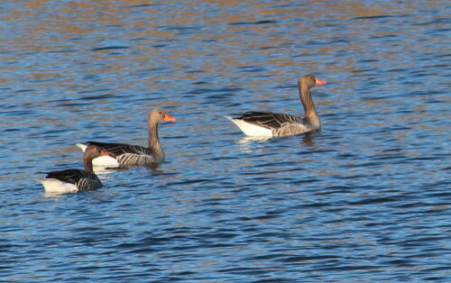 

Aufnameort: Niederwalgern, 08.01.2016
Kamera: Canon EOS 600D 1/400; 7,1; 250,0mm; ISO 160