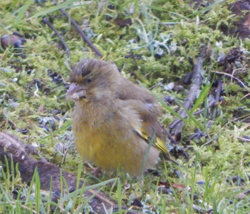 Grünfink sucht unter dem Futterhäuschen seinen Anteil

Aufnameort: 66646 Marpingen
Kamera: Nikon Coolpix L830