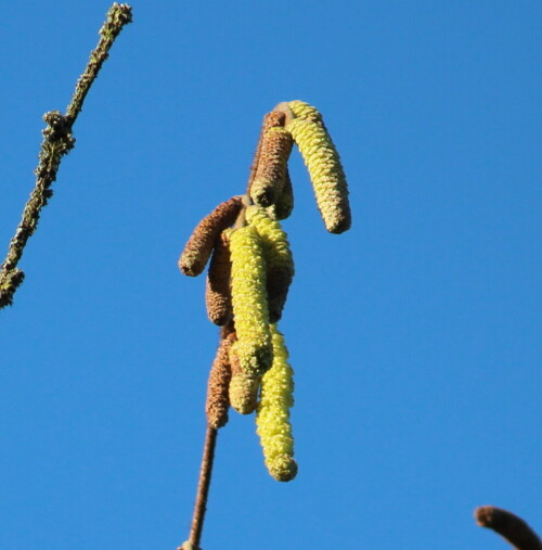 haselblute-mannlich-corylus-avellana-15809.jpeg