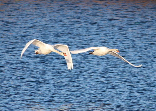 Schade, dass man auf dem Bild das Brausen der Schwingen nicht hören kann.

Aufnameort: Niederwalgern, 08.01.2016
Kamera: Canon EOS 600D 1/400; 7,1; 250,0mm; ISO 100