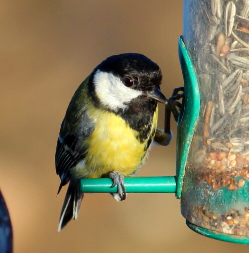 

Aufnameort: Niederwalgern, 08.01.2016
Kamera: Canon EOS 600D 1/400; 7,1; 250,0mm; ISO 160