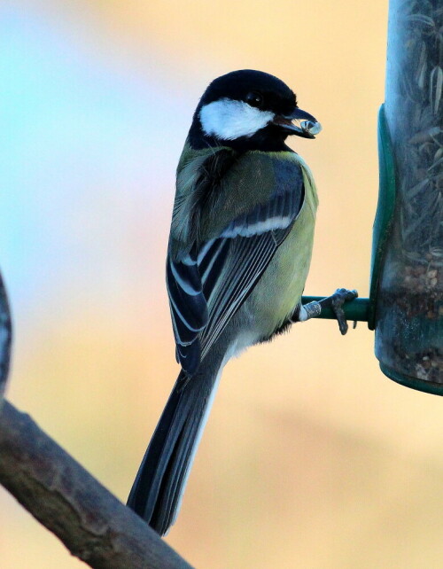 Die ölhaltigen Sonnenblumenkerne werden von Meisen sehr gerne als Winterfutter angenommen

Aufnameort: Niederwalgern, 08.01.2016
Kamera: Canon EOS 600D 1/2000; 5,6; 250,0mm; ISO 1250