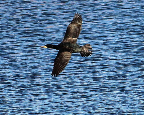 

Aufnameort: Niederwalgern, 08.01.2016
Kamera: Canon EOS 600D 1/2000; 5,6; 250,0mm; ISO 400