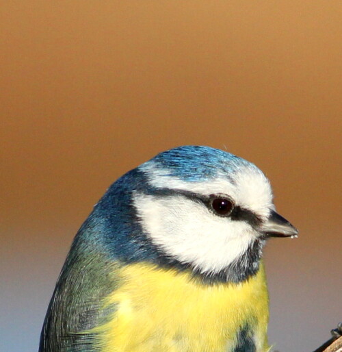 Sie hat noch ein paar Fettkrümelchen vom Meisenring am Schnabel

Aufnameort: Niederwalgern, 08.01.2016
Kamera: Canon EOS 600D 1/2000; 5,6; 250,0mm; ISO 500