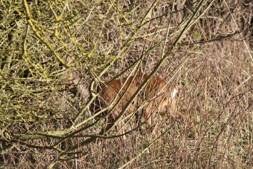 

Aufnameort: NSG Bellnhausen, Lahn - Altarm, 08.01.2016
Kamera: Canon EOS 600D 1/400; 7,1; 250,0mm; ISO 320