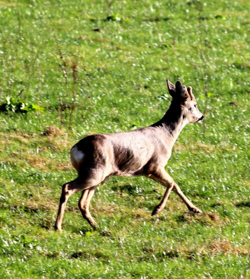 

Aufnameort: NSG Bellnhausen, Lahn - Altarm, 08.01.2016
Kamera: Canon EOS 600D 1/400; 7,1; 250,0mm; ISO 200