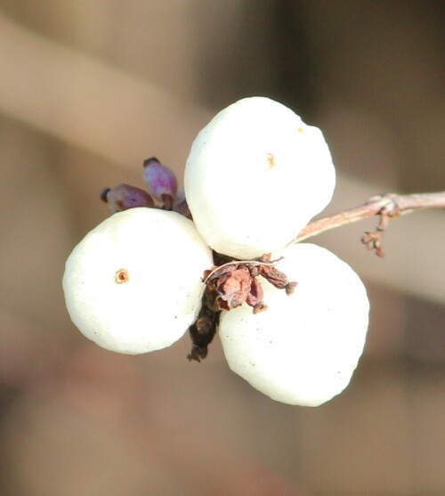 Ein Neophyt aus Nordamerika, der sich hier inzwischen stark ausgebreitet hat. Die Beeren sind als Knallerbsen bekannt.

Aufnameort: NSG Bellnhausen, Lahn - Altarm, 08.01.2016
Kamera: Canon EOS 600D 1/400; 7,1; 250,0mm; ISO 320