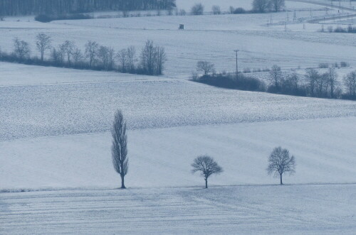 drei-baume-im-schnee-15926.jpeg