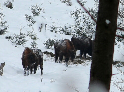 wir sehen vier Mitglieder der Herde, die beiden links vorne stehen sehr dicht beieinander.

Aufnameort: Rothaargebirge, 17.01.2016
Kamera: Canon EOS 600D 1/320; 6,3; 229,0mm; ISO 100