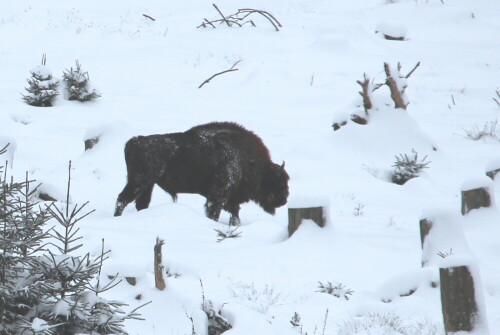 

Aufnameort: Rothaargebirge, 17.01.2016
Kamera: Canon EOS 600D 1/400; 7,1; 240,0mm; ISO 100