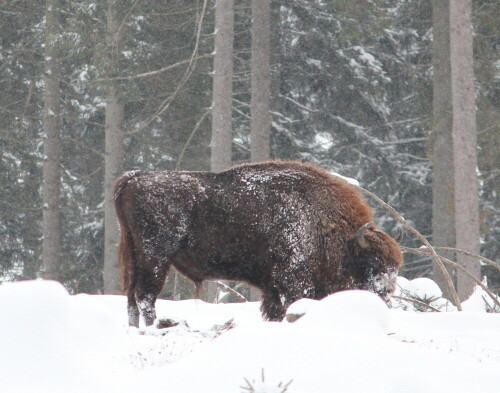 Im Rothaargebirge wurden 2012 Wisente ausgewildert, die Herde hat derzeit 16 Individuen. Eine zweite siebenköpfige Herde lebt in der Wisentwildnis, einem umzäunten Areal, in dem sie in ihrer natürlichen Umgebung beobachtet werden können. Dort habe ich sie fotografiert.

Aufnameort: Rothaargebirge, 17.01.2016
Kamera: Canon EOS 600D 1/400; 6,3; 240,0mm; ISO 1000