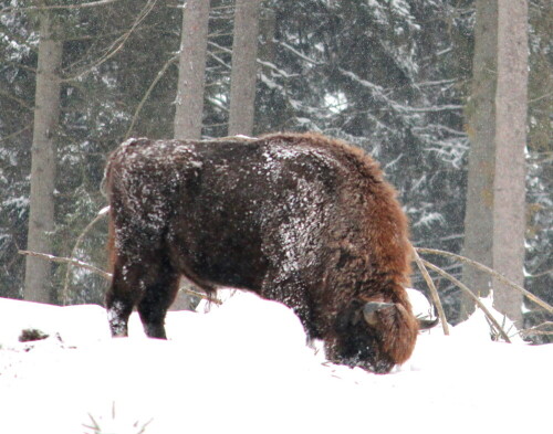 

Aufnameort: Rothaargebirge, 17.01.2016
Kamera: Canon EOS 600D 1/400; 6,3; 250,0mm; ISO 800