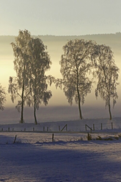 frost-im-sauerland-1-15953.jpeg