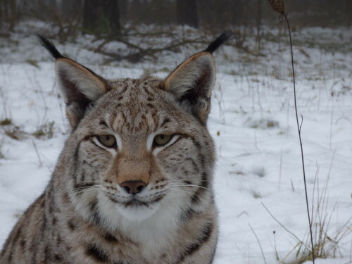 einjahriger-luchs-16025.jpeg