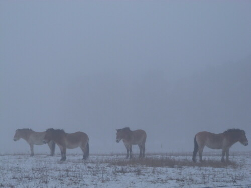 przewalski-s-im-morgennebel-16034.jpeg