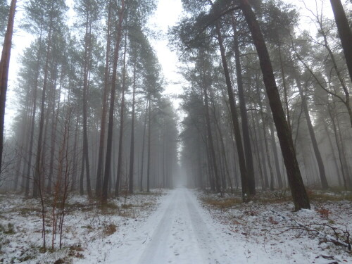 winterwald-16018.jpeg