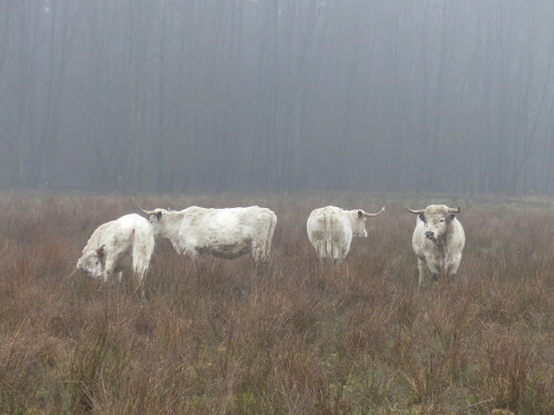 englische-parkrinder-im-nebel-16026.jpeg