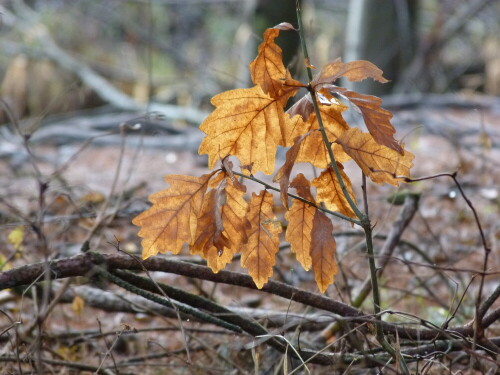 reste-vom-letzten-herbst-16042.jpeg