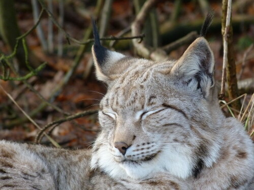 schlafriger-luchs-16043.jpeg