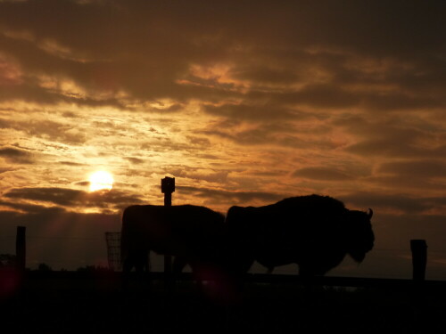 wisente-im-sonnenaufgang-16019.jpeg