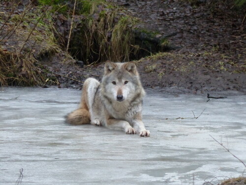 wolf-auf-zugefrorenem-teich-16027.jpeg