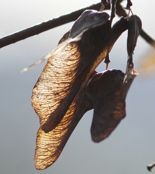 

Aufnameort: Schweinsberger Moor, 28.01.2016
Kamera: Canon EOS 600D 1/320; 7,1; 250,0mm; ISO 160