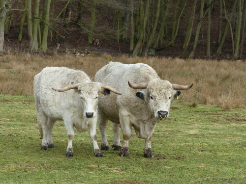 englische-parkrinder-beim-morgenspaziergang-16029.jpeg