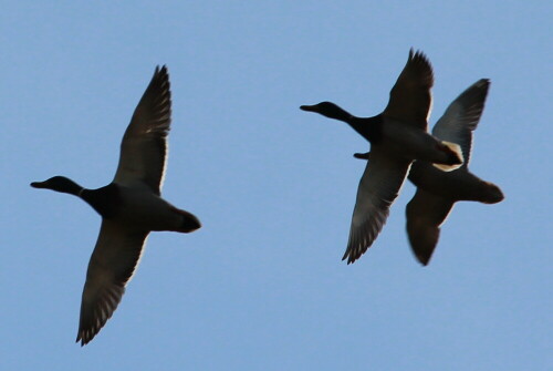 

Aufnameort: Schweinsberger Moor, 28.01.2016
Kamera: Canon EOS 600D 1/500; 8,0; 250,0mm; ISO 100