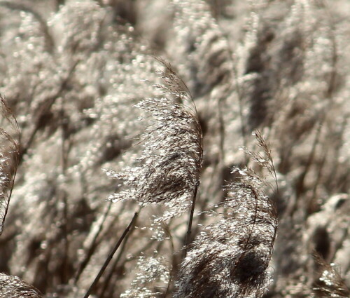 

Aufnameort: Schweinsberger Moor, 28.01.2016
Kamera: Canon EOS 600D 1/400; 7,1; 214,0mm; ISO 100