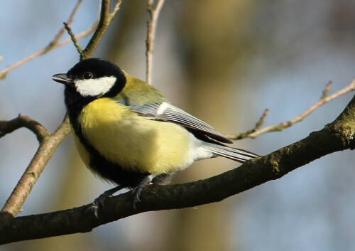 

Aufnameort: Schweinsberger Moor, 28.01.2016
Kamera: Canon EOS 600D 1/320; 6,3; 250,0mm; ISO 125