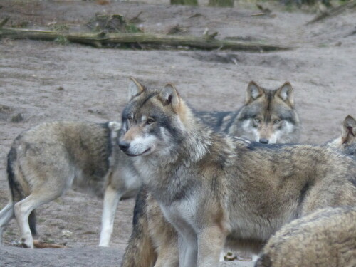 wolf-mit-stechblick-16030.jpeg