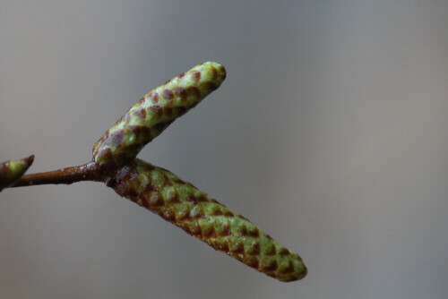 

Aufnameort: Marburg, Garten, 08.02.2016
Kamera: Canon EOS 600D 1/125; 5,6; 100,0mm; ISO 1600