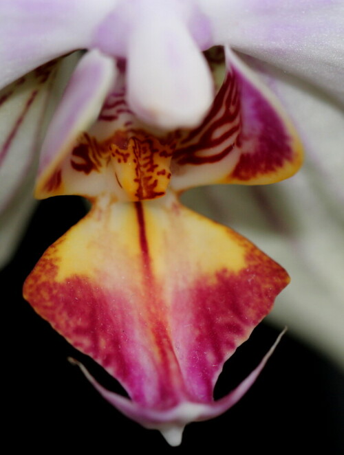 orchidee-16104.jpeg