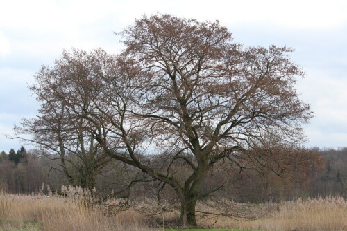 

Aufnameort: Brücker Wald b. Amönebuerg, 12.02.2016
Kamera: Canon EOS 600D 1/100; 6,3; 550,0mm; ISO 100