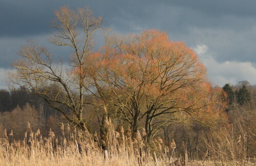 

Aufnameort: Brücker Wald b. Amönebuerg, 12.02.2016
Kamera: Canon EOS 600D 1/800; 4,50; 74,0mm; ISO 125