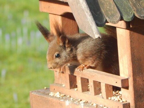 Immer wieder kommen zwei Eichhörnchen an und in die Futterhäuschen

Aufnameort: Eigener Garten, aus dem Wohnzimmer heraus - Saarland
Kamera: Nikon Coolpix L830