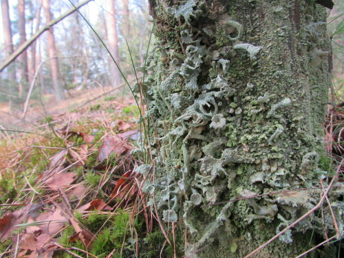 Cladonia

Aufnameort: Barneführerholz in Hatten
Kamera: CANON SX510 HS