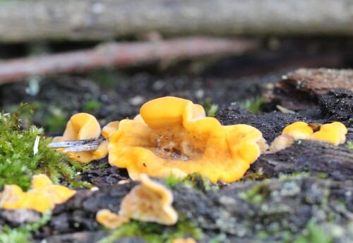 Dieser Pilz parasitiert andere Pilze, sozusagen ein Raub-Pilz

Aufnameort: Brücker Wald b. Amönebuerg, 12.02.2016
Kamera: Canon EOS 600D 1/125; 5,6; 100,0mm; ISO 1000